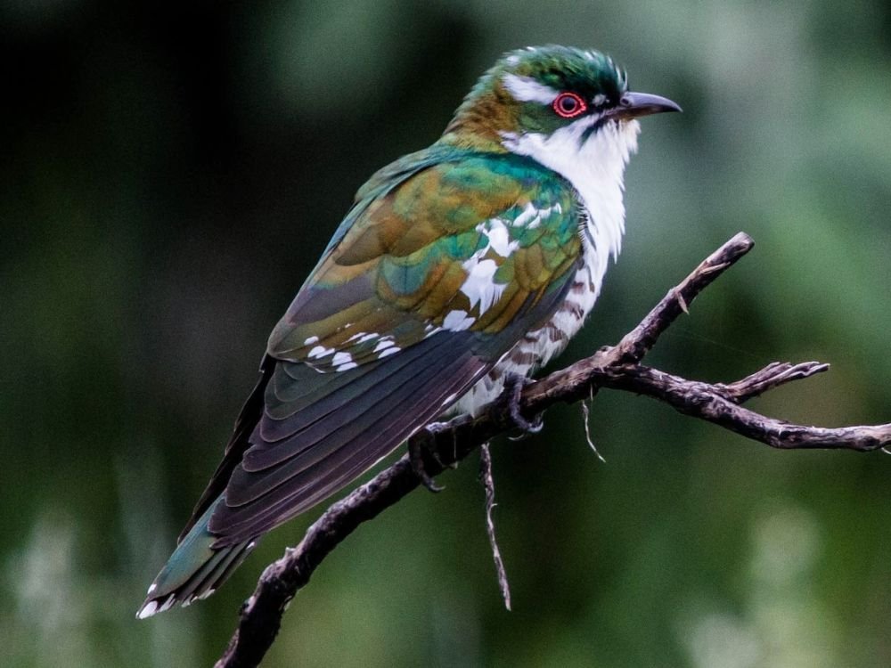 Dideric Cuckoo